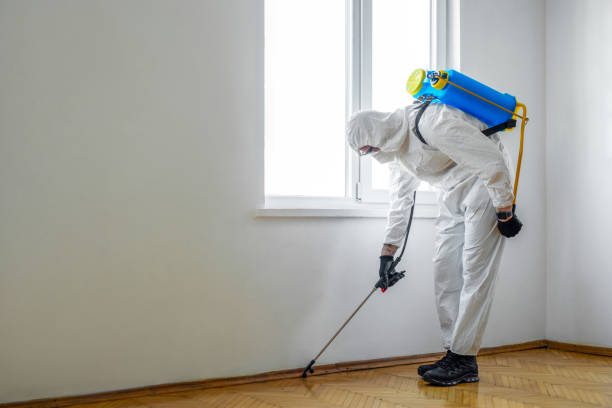Best Wasp Removal Services  in Shanor Northvue, PA