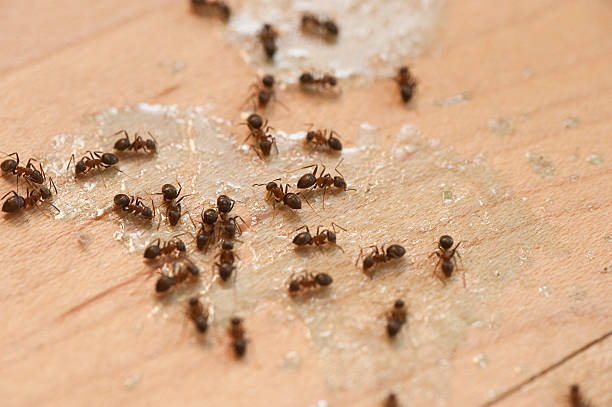Best Insect Control  in Shanor Northvue, PA